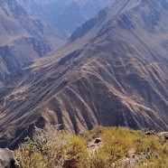 Arequipa & the Colca Canyon
